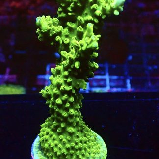 WYSIWYG 29B-F Metallic Slimer Acropora 70mm Colony