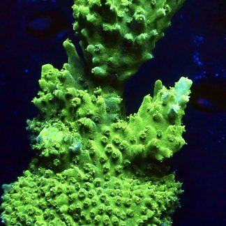 WYSIWYG L1-2 Metallic Slimer Acropora 80mm Colony