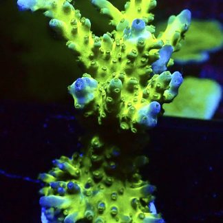 WYSIWYG 29B-D Ice Cap Acropora 70mm Colony