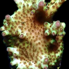 WYSIWYG 8J Tabling Rainbow Acropora Granulosa Frag XL
