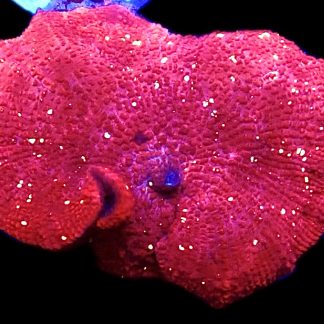 WYSIWYG 36H Cherry Lips Mushroom