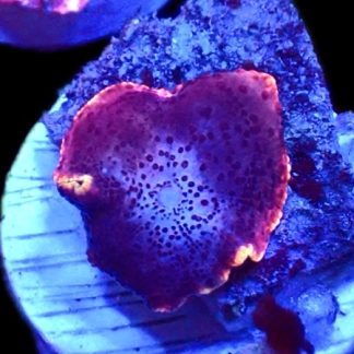 WYSIWYG 36i Space Dust Mushroom