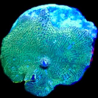 WYSIWYG 35F Spotted Water Melon Mushroom