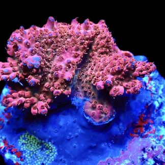 WYSIWYG L1-2 Barbie Blush Acropora Colony On 7cm Disc