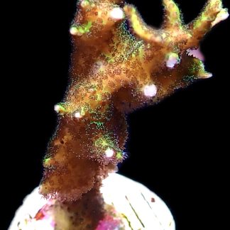 WYSIWYG 29B-C Lime Berry Hysterix Frag