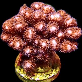 WYSIWYG 29B-A Cherry Tree Pocillopora Cultured Colony