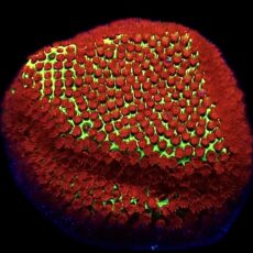 WYSIWYG 9A Grinchy Porites Frag Large