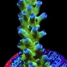 WYSIWYG 25B Electric Miyagi Tort Acropora Frag Large
