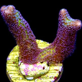 WYSIWYG 28D Bird Of Paradise Seriatopora