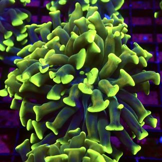 WYSIWYG 30H Branching Hammer