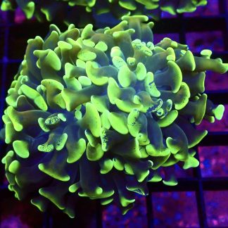 WYSIWYG 31D Branching Hammer