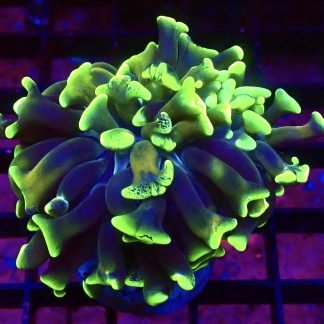 WYSIWYG 31F Branching Hammer