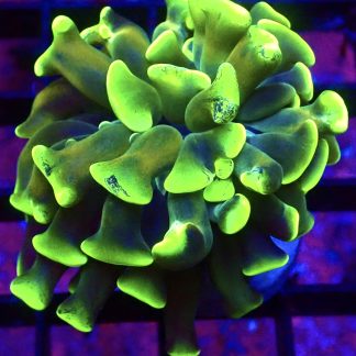 WYSIWYG 31G Branching Hammer