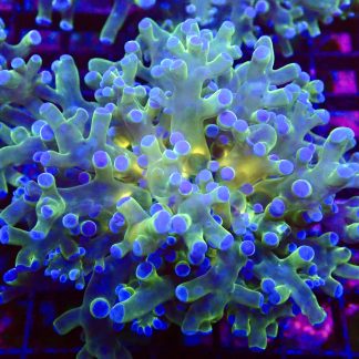 Orange Centred Tricolour Branching Frogspawn
