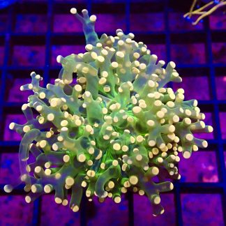 Orange / Lime/ Purple Branching Frogspawn