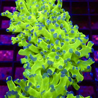 Blue Tipped / Metallic Lime Branching Frogspawn