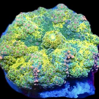 WYSIWYG South Pacific Rainbow Ricordea Yuma 2