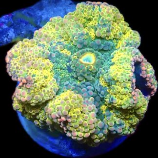 WYSIWYG South Pacific Rainbow Ricordea Yuma 4