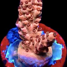 WYSIWYG 19D Raspberry Bali Shortcake Acropora Frag