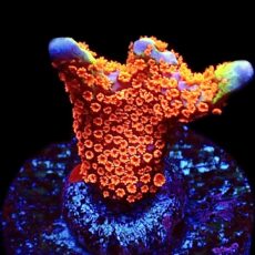 WYSIWYG 19G Bubblegum Montipora