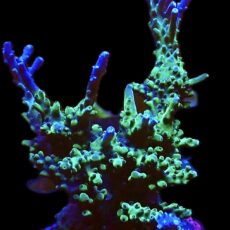 WYSIWYG L2 Ultra Tri Colour Acropora Large 100mm Colony