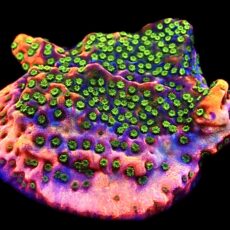 WYSIWYG 7J Tropic Thunder Montipora Frag