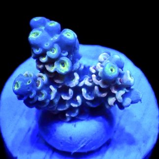 WYSIWYG 17E Acropora Tenius