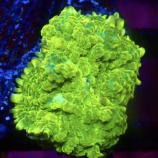WYSIWYG A26 Ultra Rhodactis Mushroom
