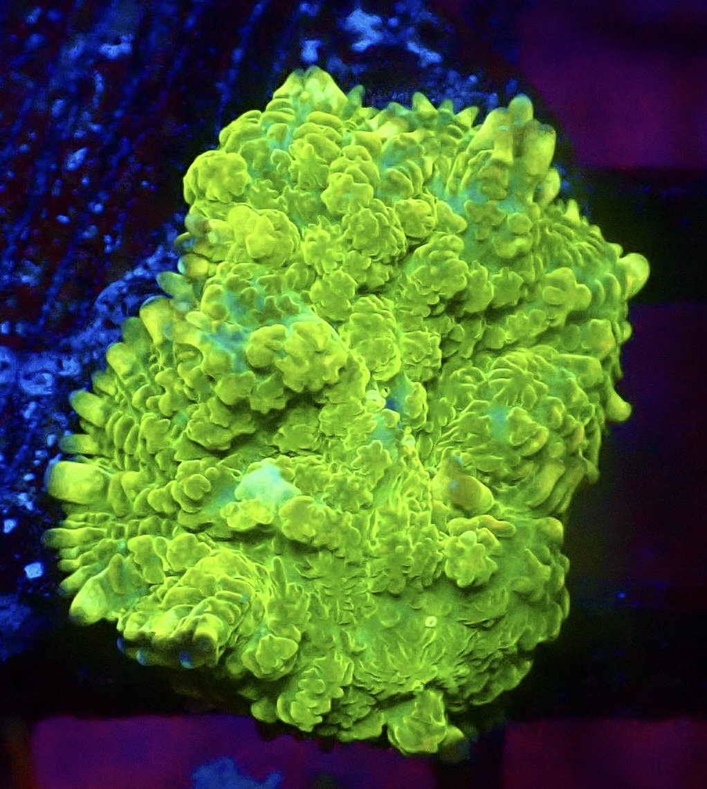 WYSIWYG A26 Ultra Rhodactis Mushroom