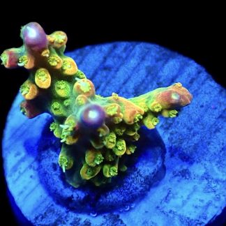 WYSIWYG 19F Rainbow Loom Acropora Ultra Colour Frag