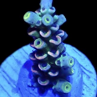 WYSIWYG 14H Acropora Rainbow Tenius