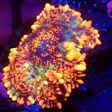 WYSIWYG A55 Ultra Rhodactis Mushroom