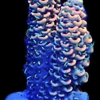 WYSIWYG 27F Red Sky Millepora