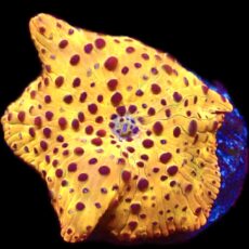 WYSIWYG A15 Ultra Discosoma Mushroom