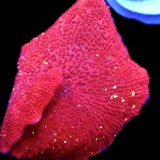 WYSIWYG 35E Flaming Hot Red / Yellow Spot Mushroom