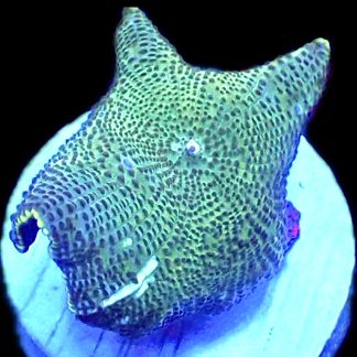 WYSIWYG 35G Spotted Water Melon Mushroom