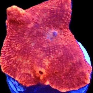 WYSIWYG 33A Golden Suede Mushroom