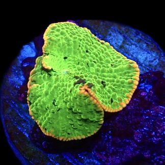 WYSIWYG 33B Jawbreaker Mushroom