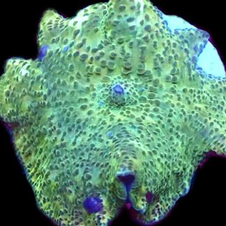 WYSIWYG 33D Spotted Water Melon Mushroom