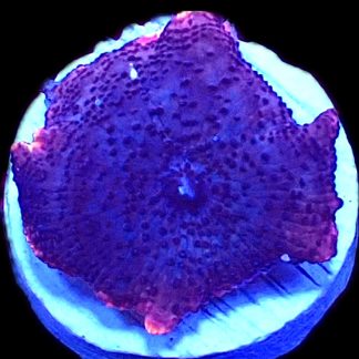 WYSIWYG 32C Space Dust Mushroom