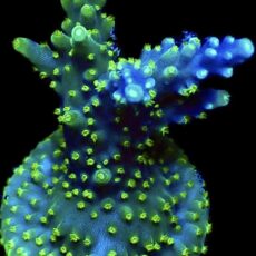 WYSIWYG 17H Purple Monster Acropora Frag
