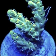 WYSIWYG 20E Hairy Acropora Selago