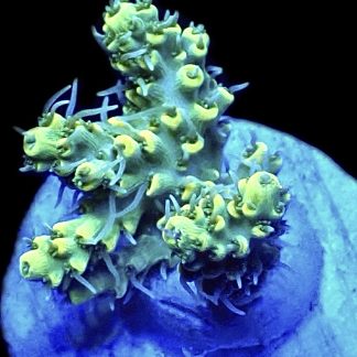 WYSIWYG 20G Hairy Acropora Selago