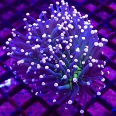 WYSIWYG Cotton Candy Torch Euphyllia Colony 14