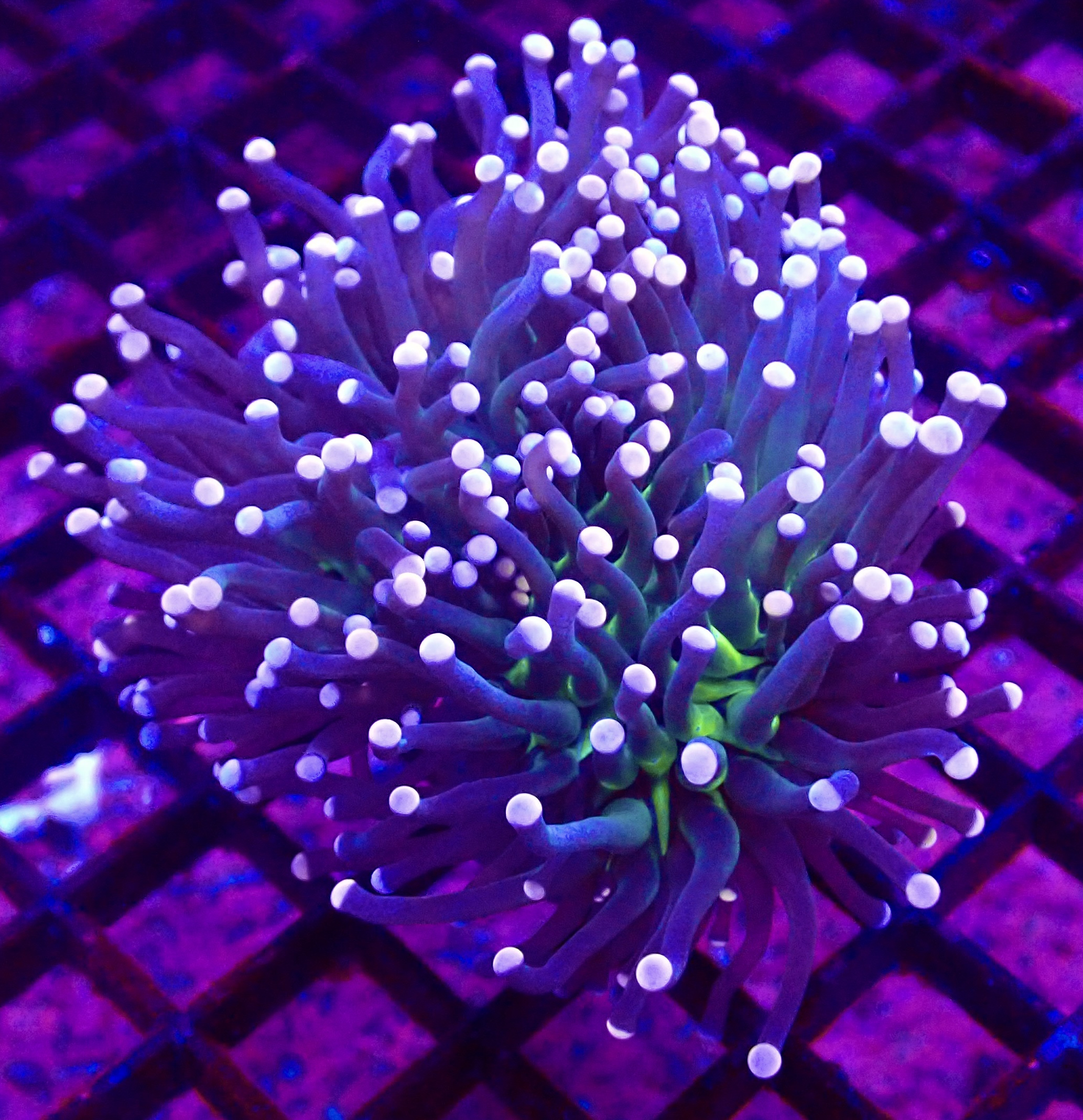 WYSIWYG Cotton Candy Torch Euphyllia Colony 14