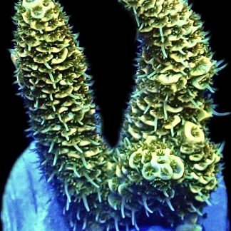 WYSIWYG 13i Canary Millepora Frag