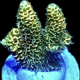WYSIWYG 12i Canary Millepora Frag