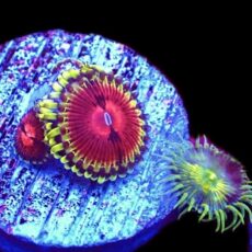 WYSIWYG 31A Pirates Blood Zoanthid Frag