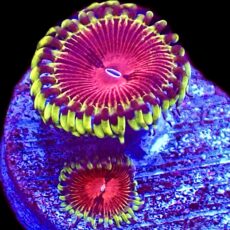 WYSIWY 31G Pirates Blood Zoanthid Frag