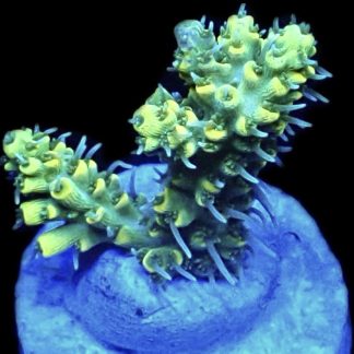 WYSIWYG 13G Hairy Acropora Selago